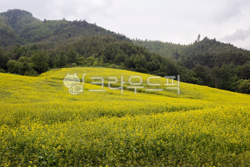 겨자꽃,자연풍경,꽃밭,여름,들판,식물,flower,brassicajuncea,mustardflower,옥외,nature,자연,field,들