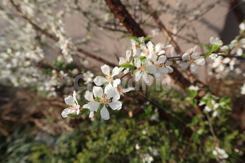 벚꽃,벚꽃나무,봄,꽃,흰꽃,왕벚꽃,흰벚꽃,체리블라썸,봄,계절,spring,season,식물,자연,plants,nature,꽃,flower,plant,blossom