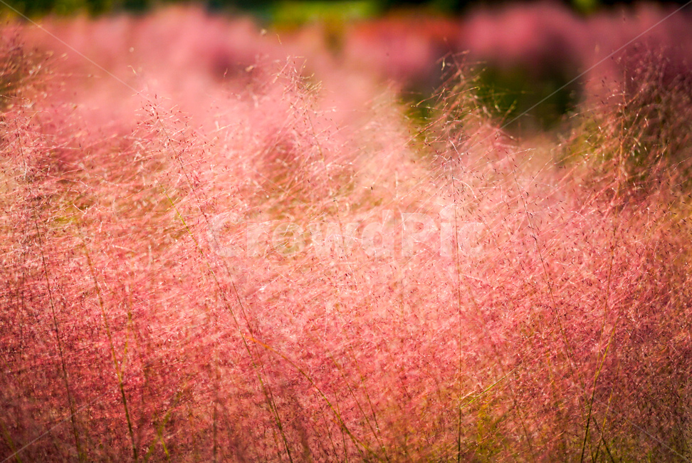 가을,fall,핑크뮬리,잠원한강공원,꽃,가을,계절,fall,autumn,season,vegetation,초목,bush,부시,plant,식물