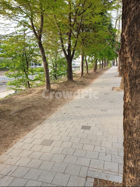 인도,나무,하천,다리,풍경,모래,자연,풍경,nature,landscape,tree,plant,식물,tree trunk,나무 줄기
