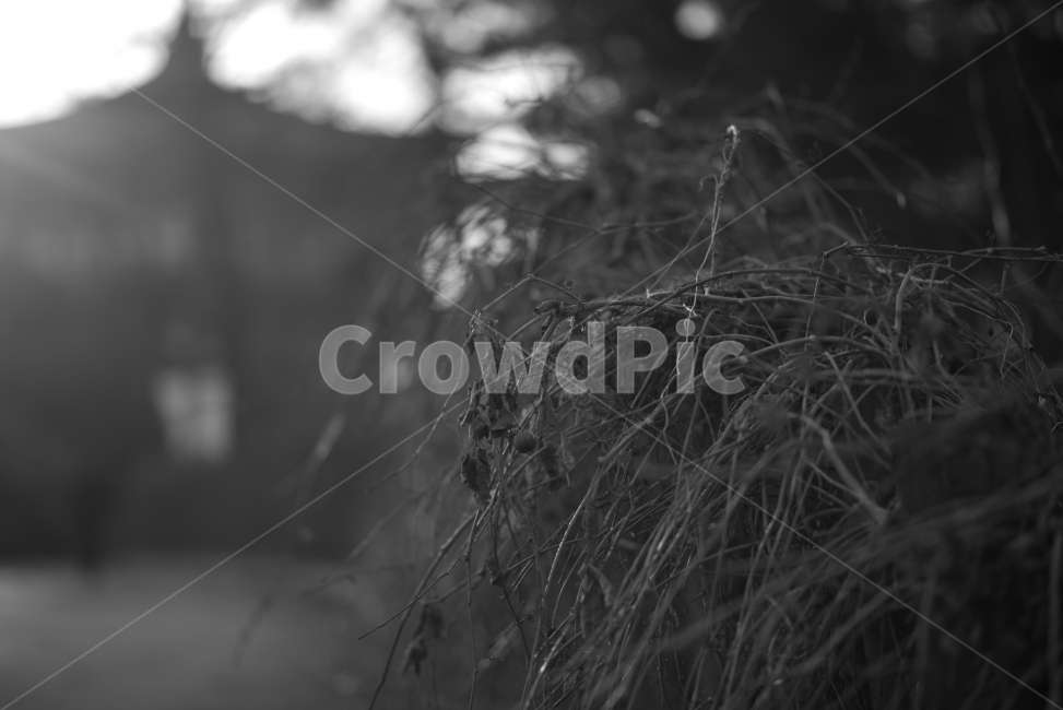 겨울,공원,쓸쓸함,우울함,고독,낭만,흑백,겨울,계절,winter,season,식물,자연,plants,nature,흑백,모노톤,monochrome,black and white