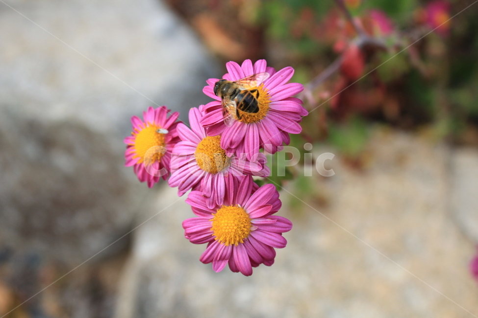 꽃,꿀벌,자연,곤충,벌,식물,자연,plants,nature,꽃,flower,동물,animal,곤충,벌레,insect,bug
