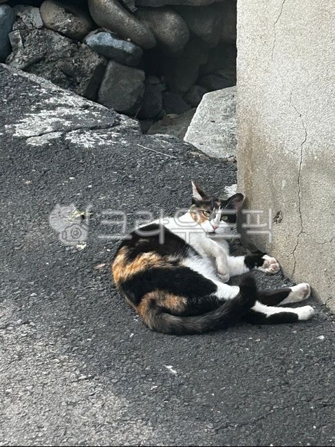 동물,animal,고양이,pet,애완동물