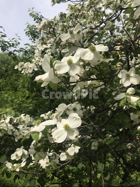 꽃,흰색,나무,숲,봄,초록