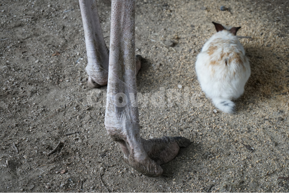동물,동물원,타조,토끼,animal,zoo,ostrich,rabbit,동물,animal,포유류,mammal