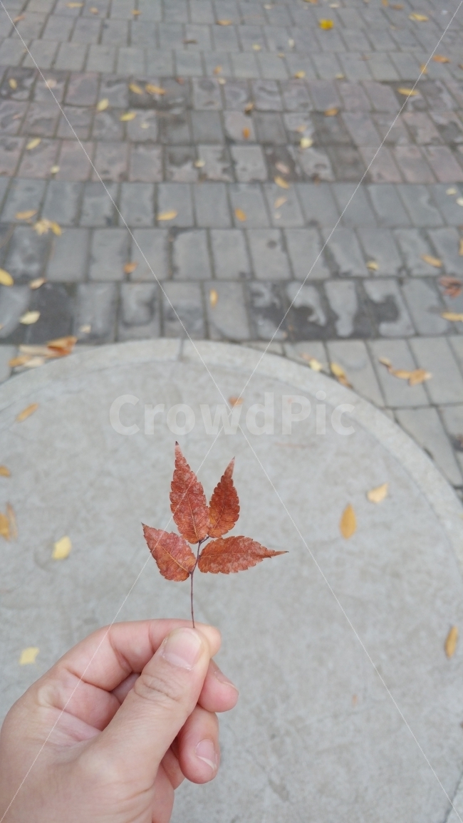 가을,낙옆,단풍,계절,fall,감성,떨어지는낙엽잡기,가을,계절,fall,autumn,season,식물,자연,plants,nature,사람,인물,인간,human,person,신체일부,몸,body,leaf,잎,plant,tree,나무,walkway,보도,path,통로