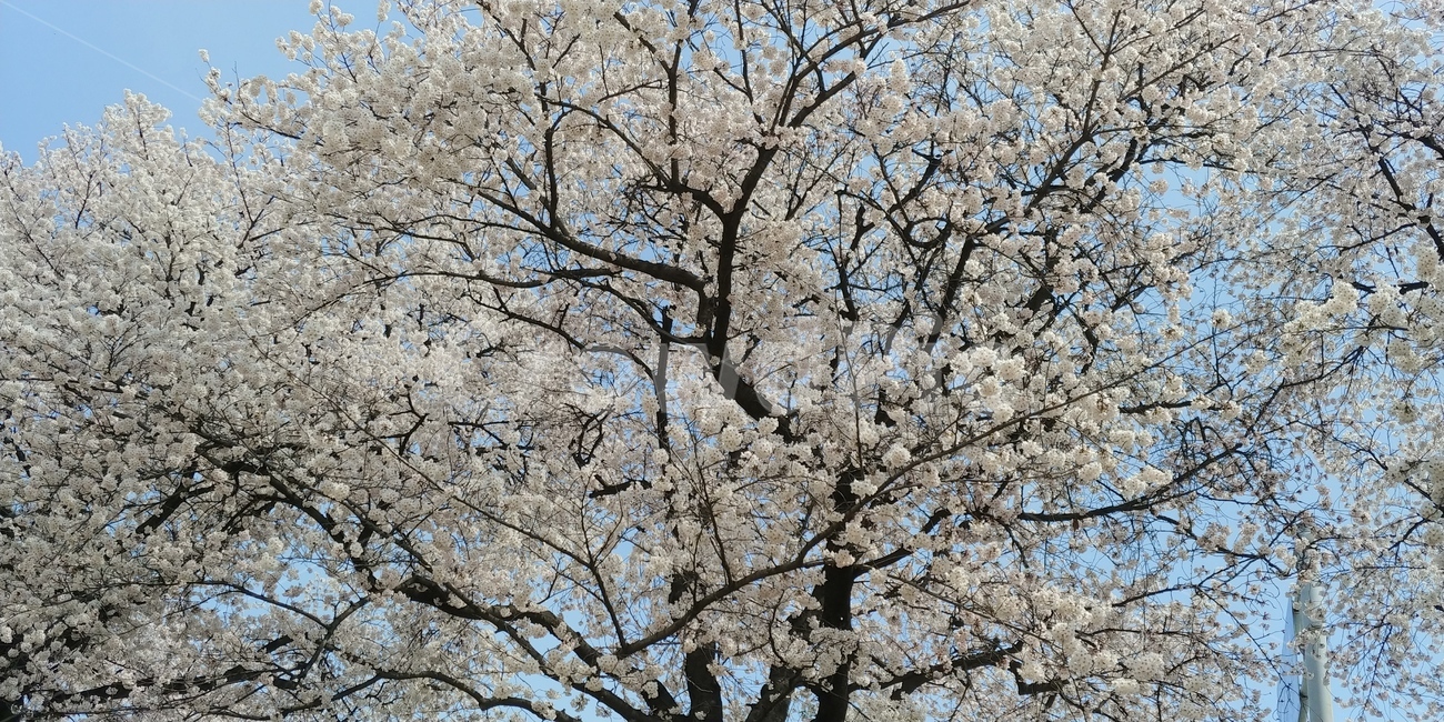 벚꽃,봄꽃,꽃,식물,cherryblossom,flower,식물,자연,plants,nature,꽃,flower