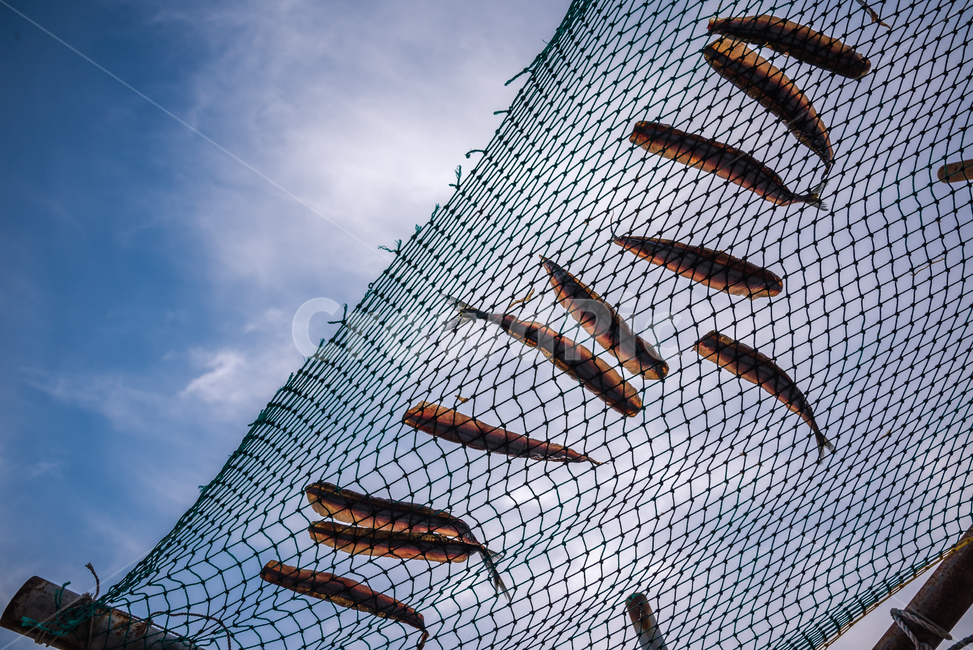 과메기,구룡포,동해,꽁치,거조,바다,술안주,안주,아침,해안,해변,파도,특산물,포항,해풍,신선,해산물,수산물,요리,겨울,sea,food,음식,식재료,요리,food,cook,meal,dishes,food reserves,수산물,해산물,fishery products,seafood