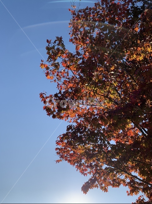 가을,하늘,강원도,장미공원,단풍나무,단풍잎,식물,나무,가을,계절,fall,autumn,season