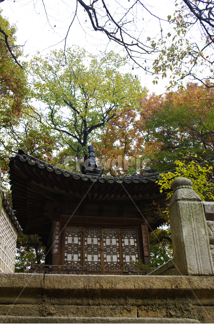 창덕궁,창덕궁후원,농수정,고궁,건축,전통건축,traditional,전통,가을,fall,나무,식물,plant,단풍,가을,계절,fall,autumn,season,한국전통,한국문화,korean traditional,korean culture,건축물,건물외관,exterior,building,structure,architecture,construction