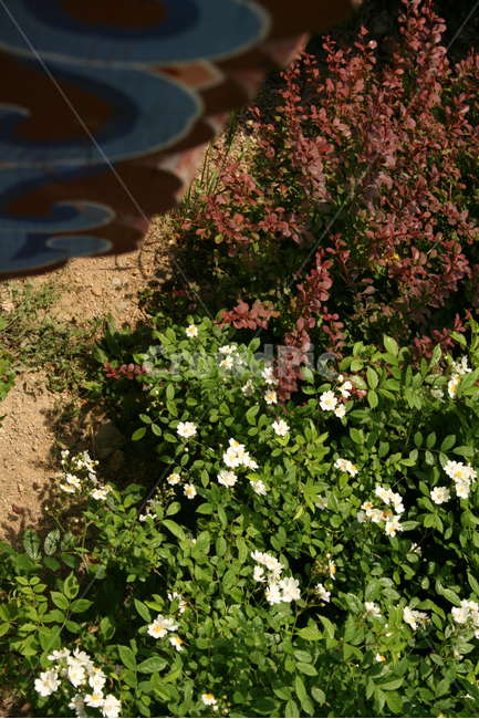 찔레꽃,꽃,식물,flower,color,nature,자연,식물,자연,plants,nature,꽃,flower