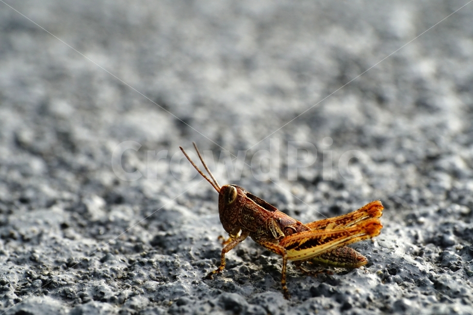 메뚜기,곤충,벌레,자연,동물,animal,insect,bug,nature,아스팔트,도로,땅,여름,grasshopper,locust,생명,생태,생태계,접사,마크로,macro,근접촬영,스냅,스냅사진,스넵,스넵사진,snap,snapshot,한국자연,한국의자연,풍경,landscape,동물,animal,곤충,벌레,insect,bug