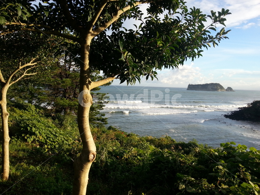 바다,파도,나무,자연,제주도,nature,land,tree,water,ocean,sea,plant