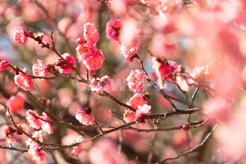 봄,매화,홍매화,나무,꽃,봄꽃,봄,계절,spring,season,식물,자연,plants,nature,꽃,flower,plant,blossom