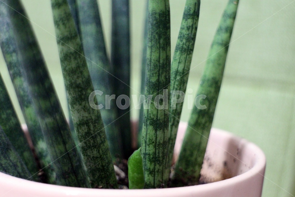 식물,새싹,녹색,산,풀,성장,식물,자연,plants,nature,실내용화초,화분,화초,house plant,인테리어,실내디자인,interior design
