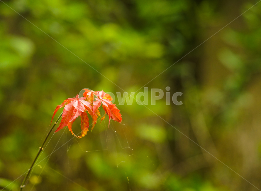 나무,단풍,거미줄,식물,숲,식물,자연,plants,nature