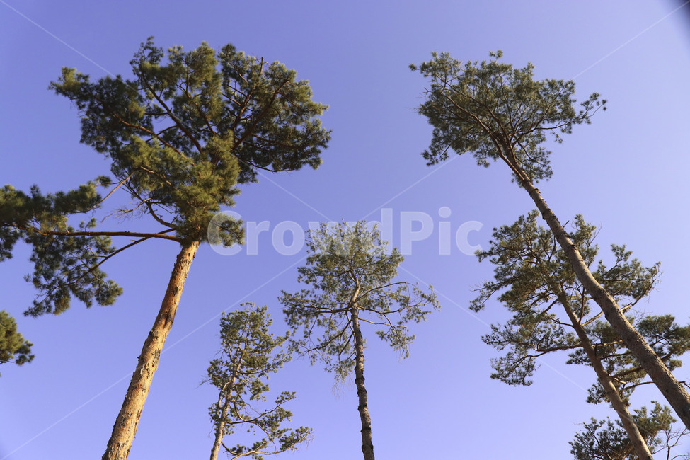 소나무,하늘,그린,블루,나무,공원,숲,tree,wood,로우앵글,높은나무,식물,자연,plants,nature,나무,trees,wood