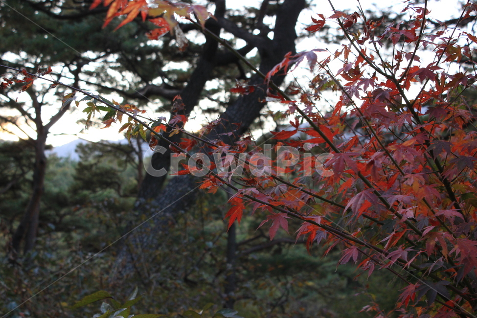 leaf,잎,plant,식물,tree,나무,빨강,red,자연,nature,가을,계절,fall,autumn,season