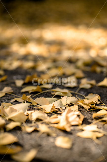 가을,낙엽,단풍,거리,노랑,감성,빈티지,가을,계절,fall,autumn,season,leaf,잎,plant,식물,ground,바닥