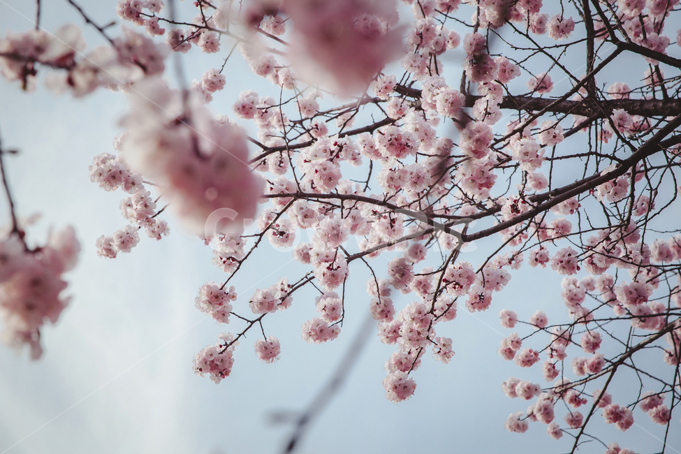 plant,식물,flower,꽃,blossom,벚꽃,벚나무,나무,하늘,봄,4월,봄꽃,분홍,핑크,봄,계절,spring,season