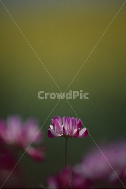 꽃,자운영,봄,꽃사진,접사사진,식물,자연,plants,nature,꽃,flower