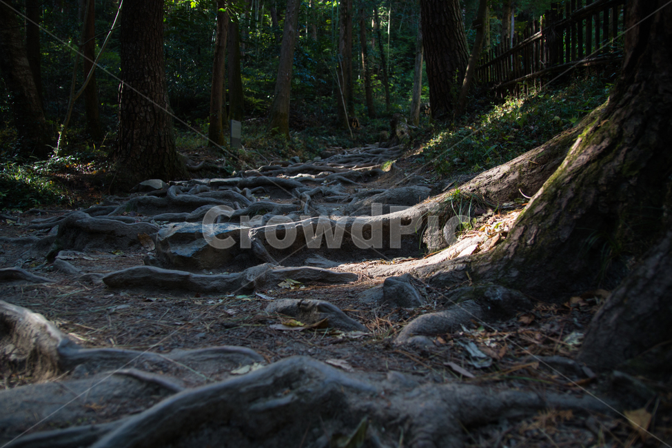 가을,단풍,풍경,산책,등산,산,가을산,산길,자연,풍경,nature,landscape,휴식,힐링,rest,relaxation,healing,plant,식물,root,뿌리
