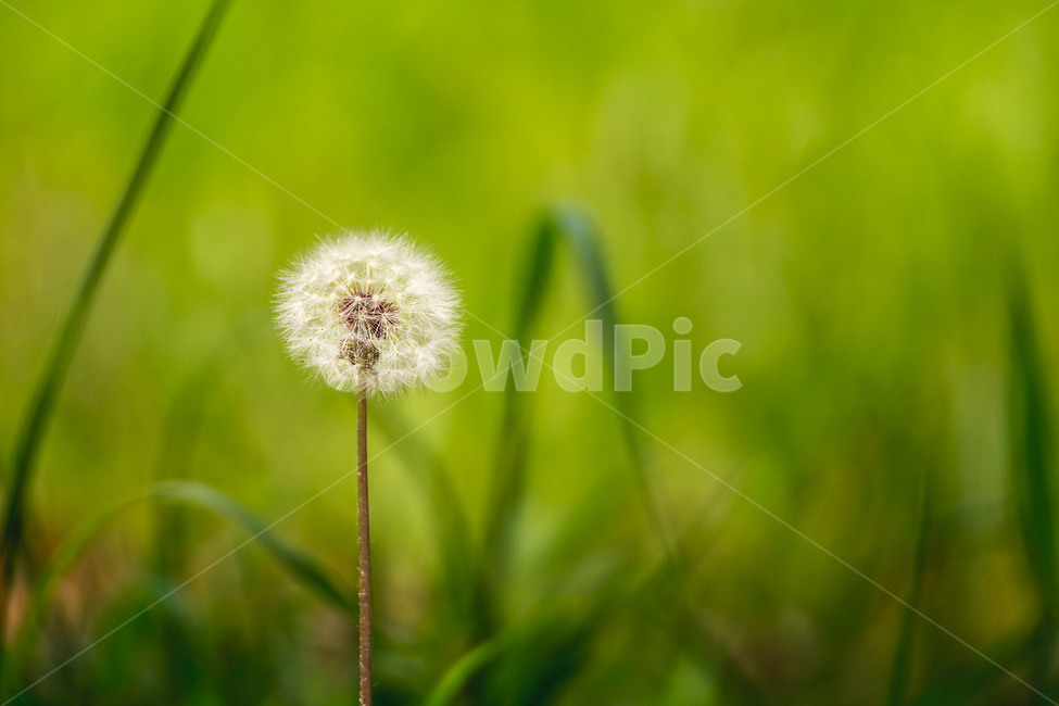 봄,spring,민들레,홀씨,dandelion,봄,계절,spring,season,식물,자연,plants,nature,꽃,flower,plant,blossom