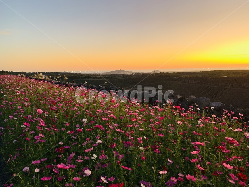 코스모스,꽃밭,코스모스밭,꽃,노을