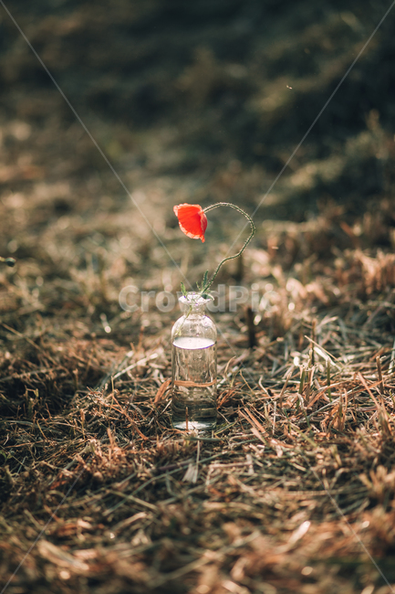 양귀비,붉은,빨강,강렬,꽃,봄꽃,빨간꽃,꽃병,화병,색깔,색감,감성,양귀비꽃,여름,봄,계절,시즌,초록,식물,opiumpoppy,nature,season,spring,summer,color,plants,flower,red,sensitivity,green