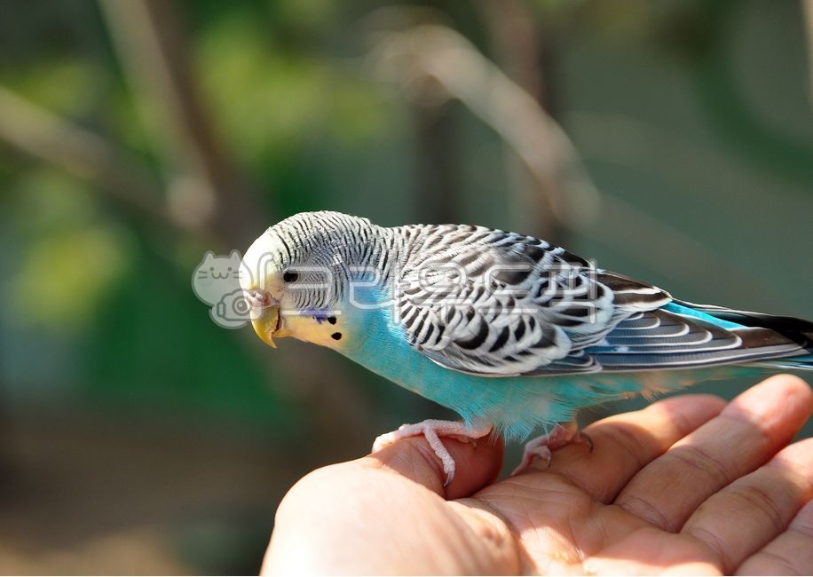 앵무새, parrot, 새, 잉꼬, animal, 사진,이미지,일러스트,캘리그라피 - mynetopia작가