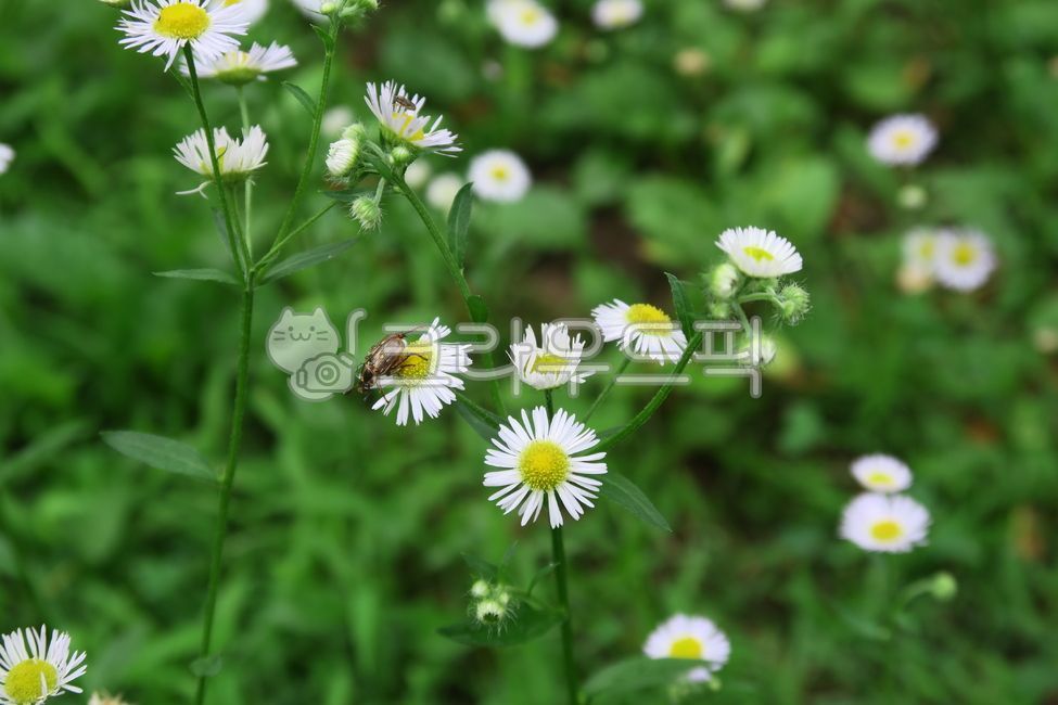 개망초,계란꽃,flower,꽃,풍뎅이,곤충,scarab,감성,감수성,분위기,무드,emotion