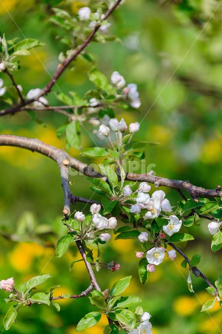 민들레,꽃,봄,농촌,민들레꽃,식물,자연,plants,nature,꽃,flower