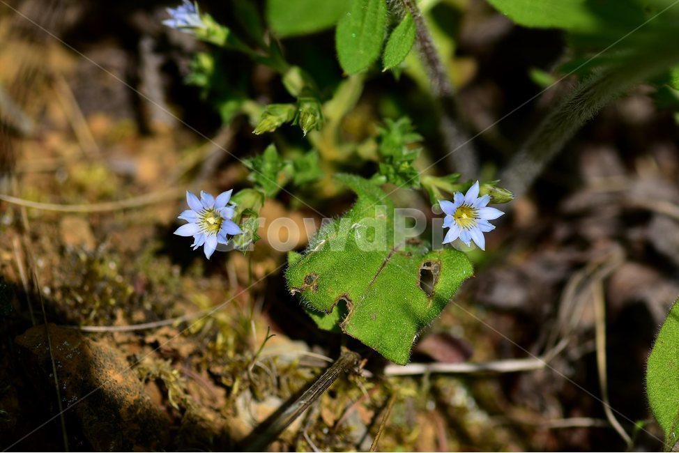 구슬붕이,야생화,꽃,식물,자연,생태,플라워,flower,plants,nature,식물,자연,plants,nature,꽃,flower