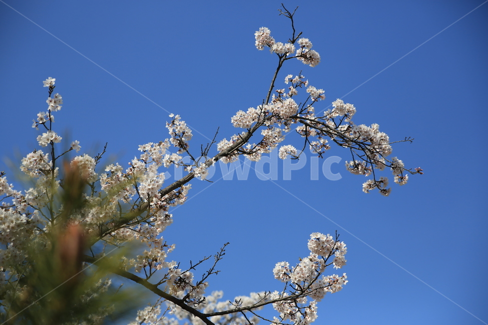 벚꽃,꽃,봄,봄꽃,하늘,벚꽃축제,식물,자연,plants,nature,꽃,flower