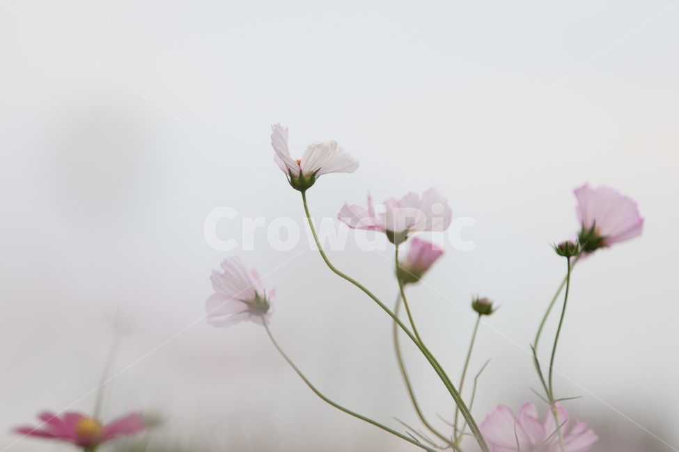 코스모스,가을풍경,가을꽃,꽃,아름다움,가을,계절,fall,autumn,season,식물,자연,plants,nature,꽃,flower,plant,blossom,geranium,제라늄