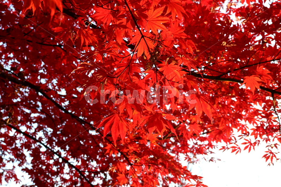단풍,단풍나무,나무,식물,가을,자연,가을,계절,fall,autumn,season,식물,자연,plants,nature,plant,leaf,잎,tree,maple