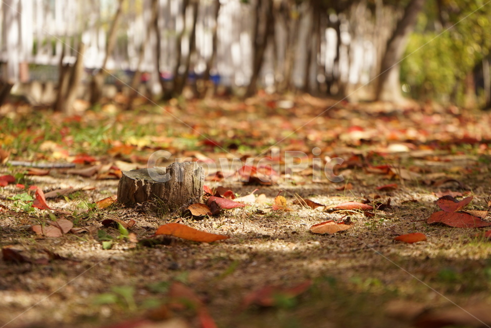 가을,한국,단풍,낙엽,fall,season,쓸쓸함,따뜻함,가을,계절,fall,autumn,season,ground,바닥