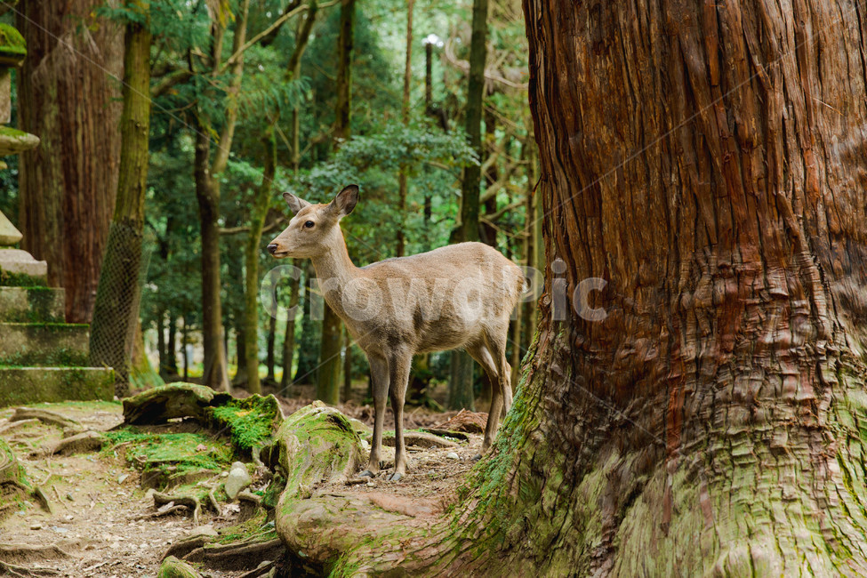 사슴,나라,동물,deer,숲,밤비,동물,animal,포유류,mammal