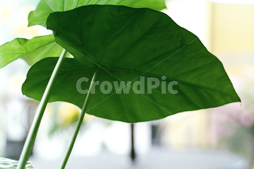필름,필름사진,필름느낌,필름감성,초록,잎,식물,plant,leaf,식물,자연,plants,nature