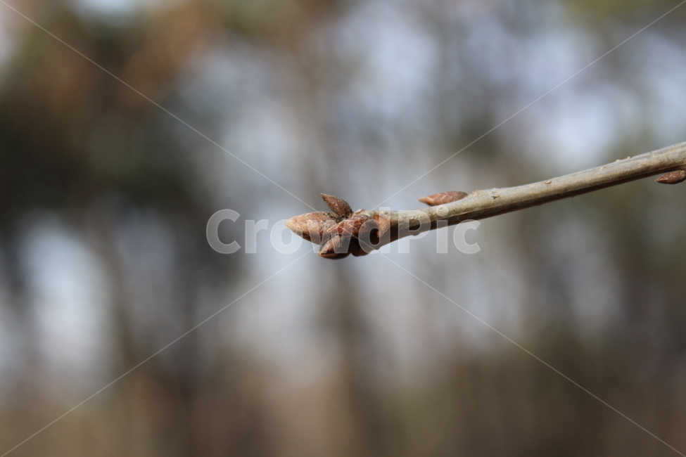 나무,가지,싹,tree,bud