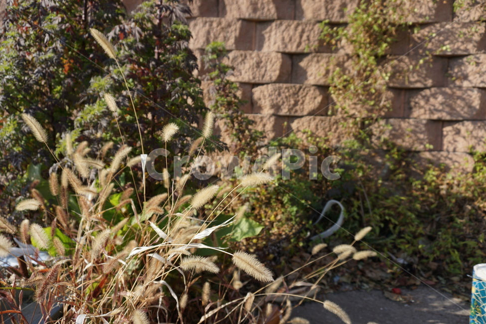 강아지풀,가을,자연,풍경,감성,추억,식물,자연,plants,nature