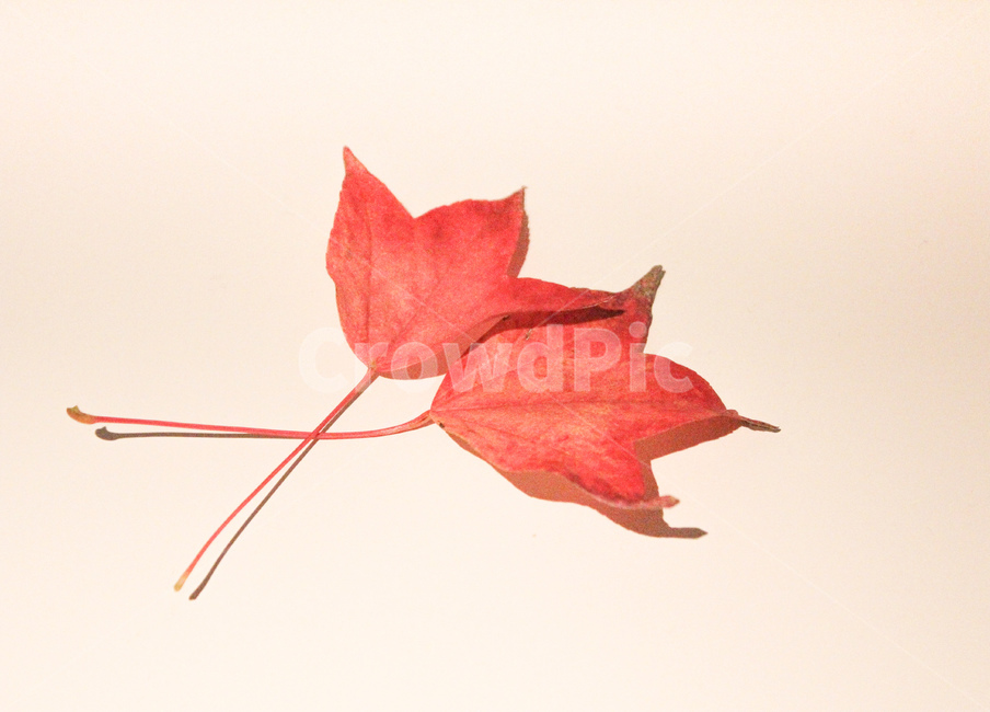 낙엽,단풍,단풍잎,가을,plant,식물,leaf,잎,가을,계절,fall,autumn,season,tree,나무