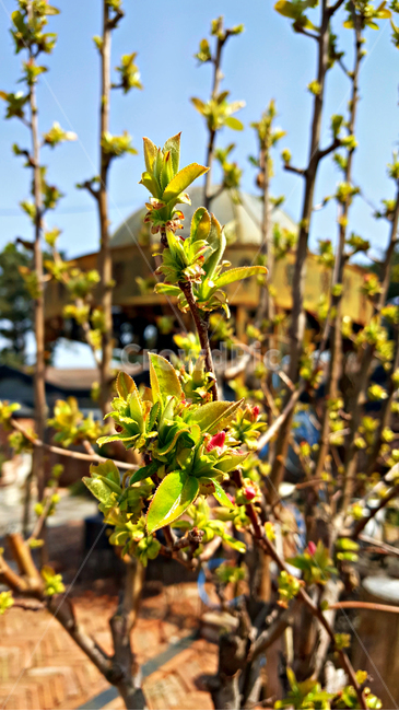 모과나무,새순,식물,plant,leaf,잎