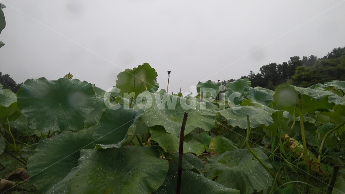 연꽃잎,plant,식물,먹구름,빗방울,흐린날씨,식물,자연,plants,nature