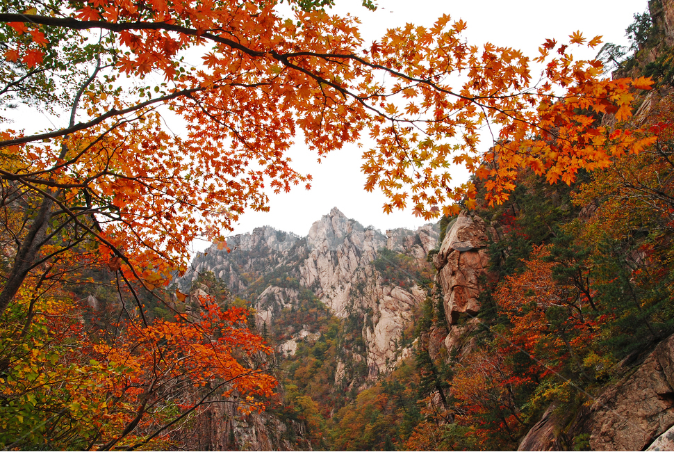 가을,설악산,천불동계곡,가을배경,능선,국립공원,풍경,한국풍경,한국자연경관,가을산,nature,자연,outdoors,옥외,seoraksannationalpark,봉우리,nationalpark,산,maple,강원도,배경,바탕,백그라운드,background,fall,autumn,season,시즌,계절,계곡,단풍나무,tree,나무,10월,mountain,outdoor,leaf,잎,plant,단풍,가을,계절,fall,autumn,season,자연,풍경,nature,landscape,식물