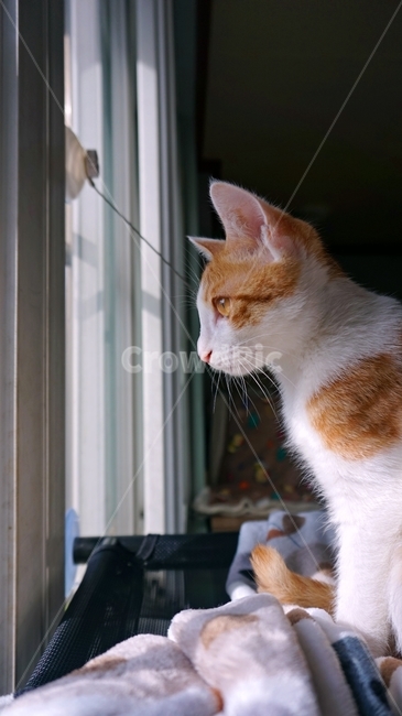 pet,애완동물,cat,고양이,animal,동물,kitty,아기고양이,치즈냥이,코리안숏헤어,코숏,애기고양이,아깽이,치즈냥,동물,animal,포유류,mammal,고양이,cat,kitten,kitty