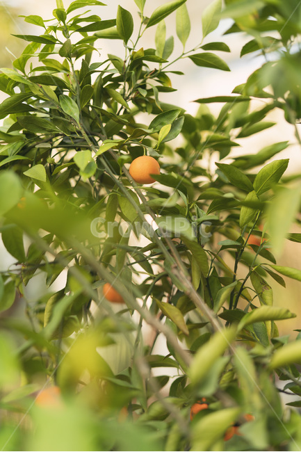 귤,가지,열매,자연광,나무,아,식물,자연,plants,nature,과일,열매,fruit