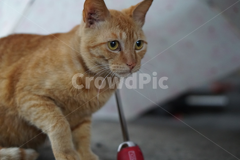 고양이,동물,애완동물,cat,pet,animal,cute,동물,animal,포유류,mammal,고양이,cat,kitten,kitty