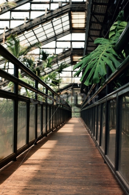 식물원,대공원,계단,다리,건너기,필름,식물,자연,plants,nature,실내용화초,화분,화초,house plant