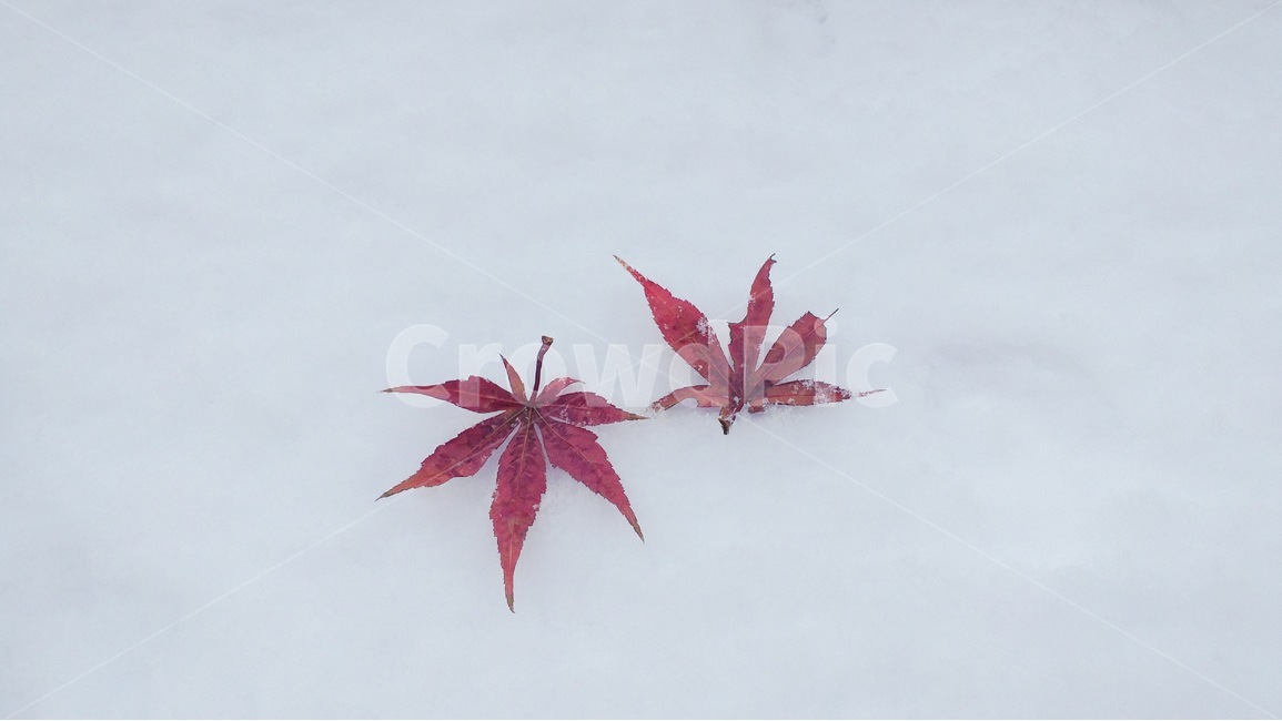 낙엽,눈,겨울,red,white,차가움,나뭇잎,snow
